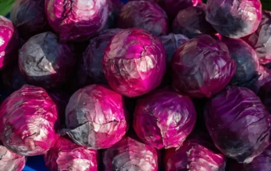 red cabbage