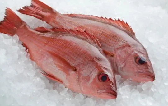 red snapper