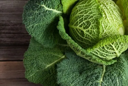 savoy cabbage