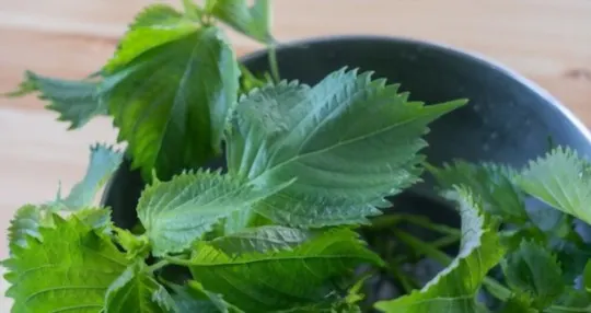 what does shiso taste like