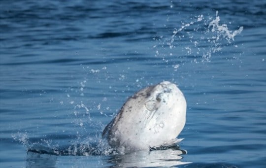 what does sunfish taste like