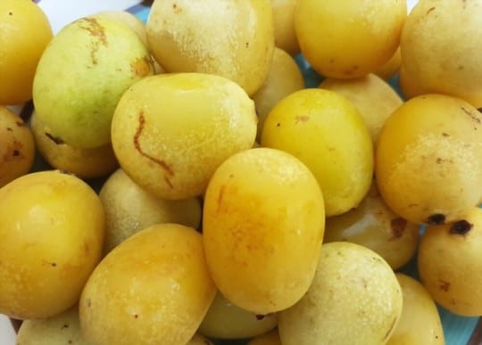 what is marula fruit