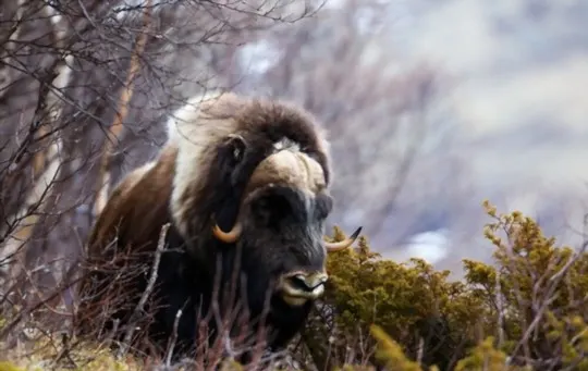 what is musk ox