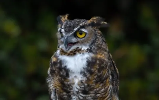 what is owl