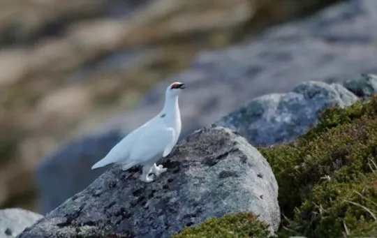 what is ptarmigan