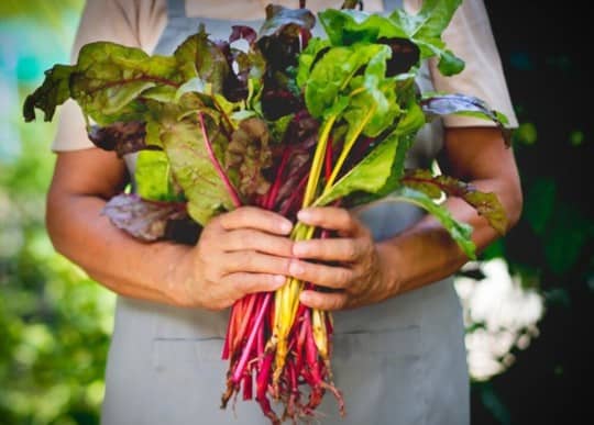 what is rainbow chard