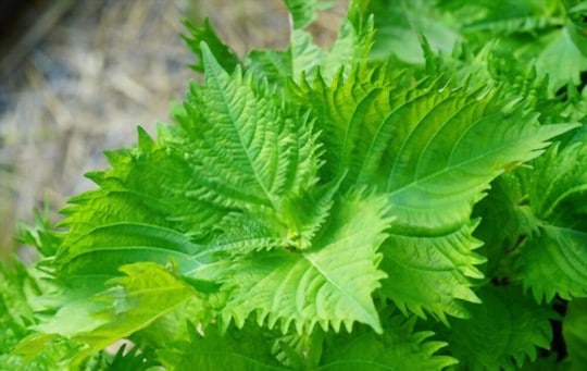 what is shiso