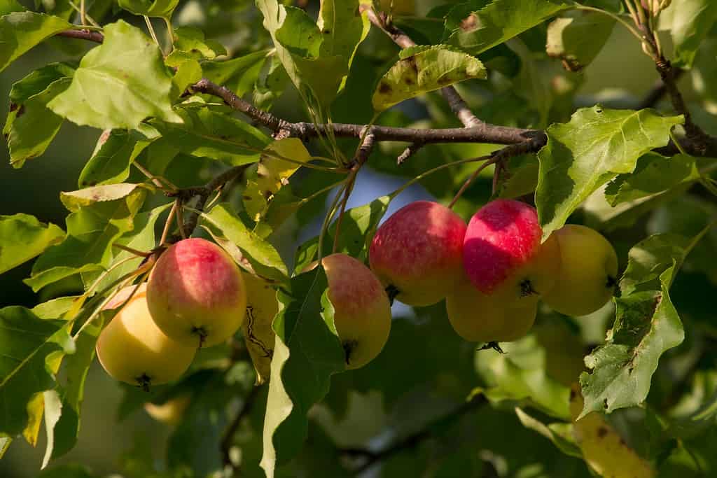 how to eat crab apples