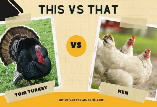 Tom turkey vs hen